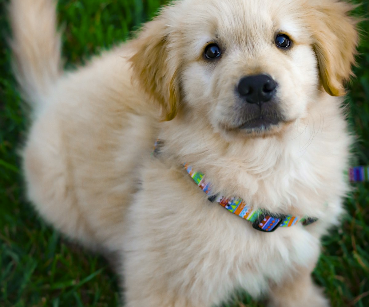 Golden retriever puppy sitting in green grass